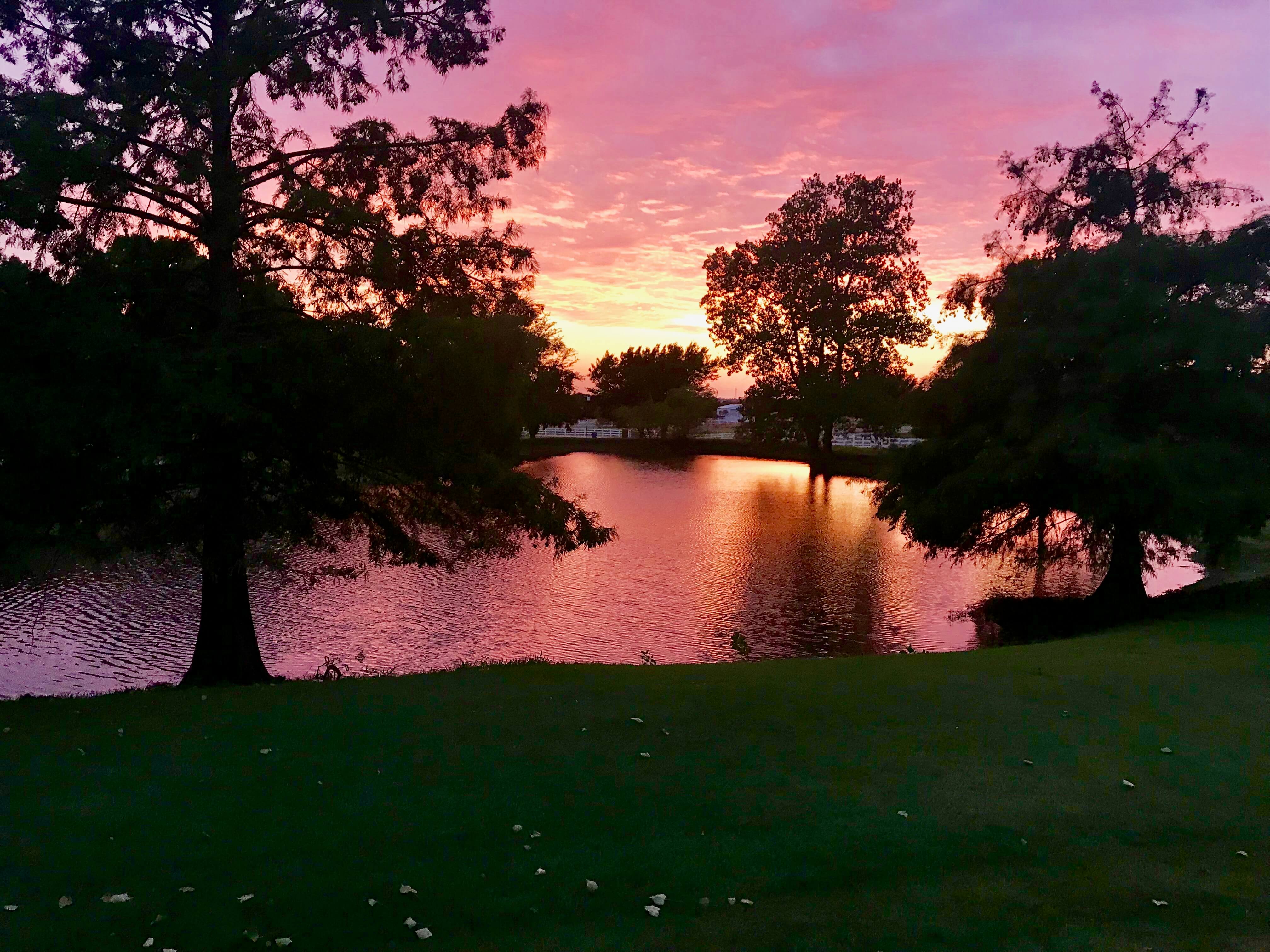 Artificial grass projects in Argyle, TX